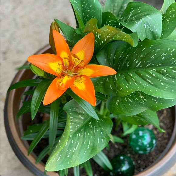 Meet your Posher, Alliyah - Picture 1 of 1